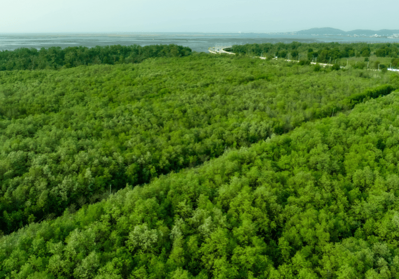 Shell's Net Zero Strategy Is their plan to offset its carbon footprint working